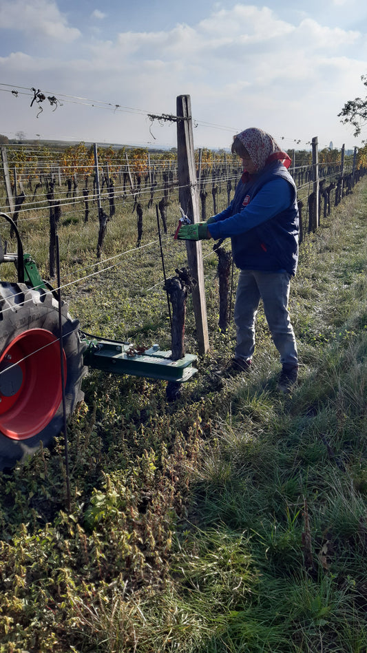 REBHYGIENE IM WEINGARTEN. Ohne Kompromisse.